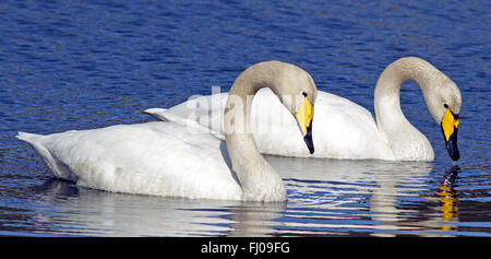 Pair of Whopper Swans (Cygnus cygnus) on Lake Stock Photo