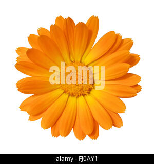 yellow Marigold flower isolated on white background Stock Photo