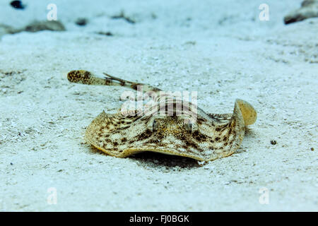 Yellow stingray, urobatis jamaicensis,close up of hovering on sandy bottom near beach Stock Photo