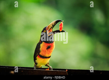 Close up of Wild green-billed red-breasted toucan, Ramphastos dicolorus, eating papaya fruit Stock Photo