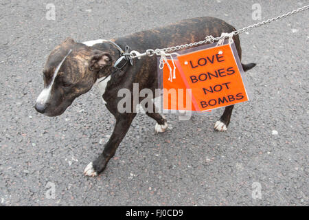 London, UK. 27 February 2016. Dog with a sign 'Love Bones Not Bombs' in Park Lane. Credit:  Vibrant Pictures/Alamy Live News Stock Photo