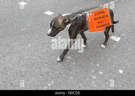 London, UK. 27 February 2016. Dog with a sign 'Love Bones Not Bombs' in Park Lane. Credit:  Vibrant Pictures/Alamy Live News Stock Photo