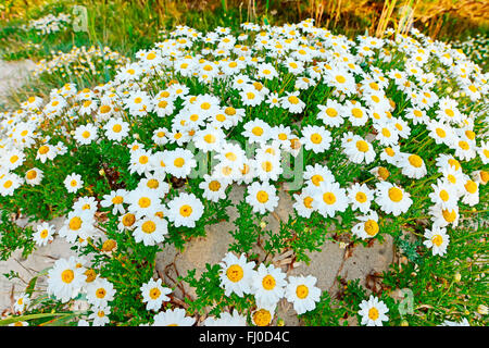 several daisies on a sand dune at dusk Stock Photo
