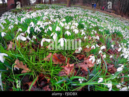Wide angle photograph of Snowdrops ( the common woodland species called  Nivalis ) display in a beech wood , Welford park, Stock Photo
