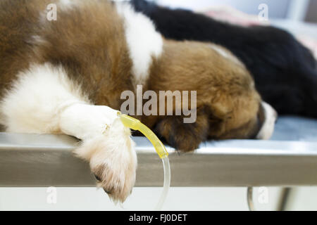 illness puppy ( Thai bangkaew dog ) with intravenous drip on operating table in veterinarian's clinic Stock Photo