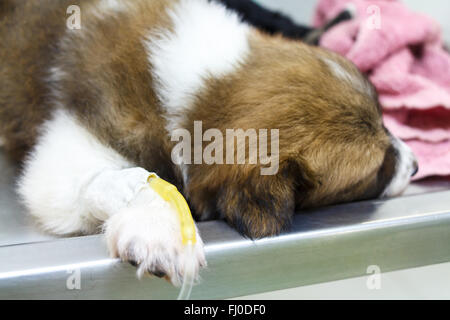 illness puppy ( Thai bangkaew dog ) with intravenous drip on operating table in veterinarian's clinic Stock Photo