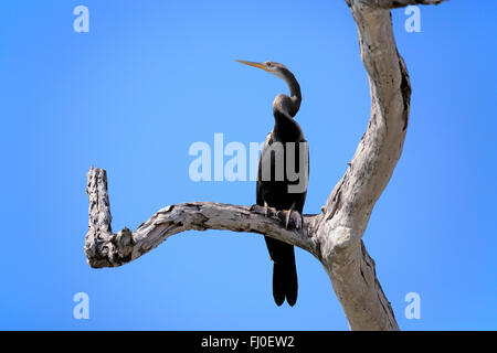 Oriental Darter, Eastern Darter, Indian Darter, Oriental Anhinga, adult on branch, Bundala Nationalpark, Sri Lanka, Asia / (Anhinga melanogaster) Stock Photo