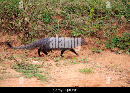 Indian grey mongoose, adult, Common Grey Mangoose, Bundala Nationalpark, Sri Lanka, Asia / (Herpestes edwardsii) Stock Photo
