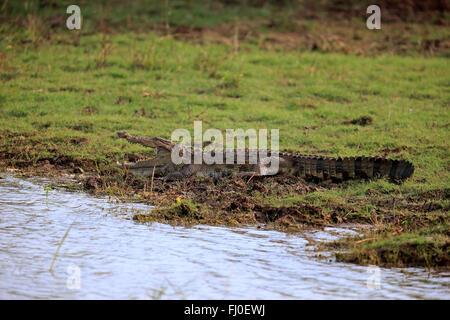 Saltwater Crocodile, adult on shore, Bundala Nationalpark, Sri Lanka, Asia / (Crocodylus porosus) Stock Photo