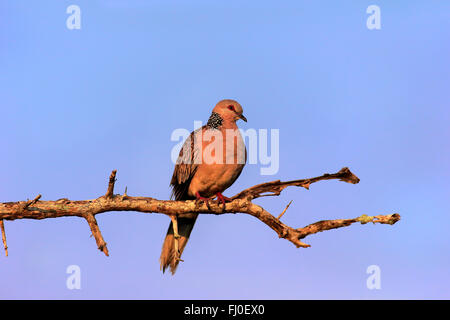 Spotted Dove, adult on tree, Bundala Nationalpark, Sri Lanka, Asia / (Streptopelia chinensis ceylonensis) Stock Photo
