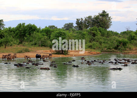 Wild Water Buffalo, herd in water bathing, Udawalawe Nationalpark, Sri Lanka, Asia / (Bubalus arnee) Stock Photo
