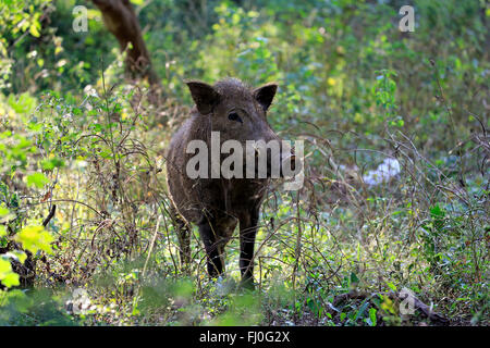 Eurasian Wild Boar, (Sus affinis), Sri Lankan Wild Boar, Indian Wild Boar, Yala Nationalpark, Sri Lanka, Asia / (Sus scrofa affinis) Stock Photo