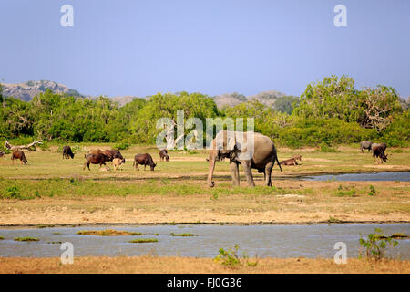 Landscape in Yala Nationalpark with Sri Lankan Elephant, Wild Water Buffalo, (Bubalus arnee), at water, Yala Nationalpark, Sri Lanka, Asia / (Elephas maximus maximus)