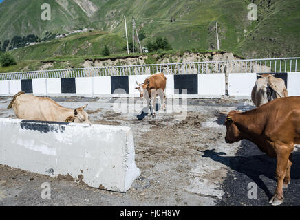 cows on a bridge on Georgian Military Road, historic route through Caucasus Mountains from Georgia to Russia Stock Photo