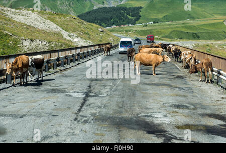 cows on a bridge on Georgian Military Road, historic route through Caucasus Mountains from Georgia to Russia Stock Photo