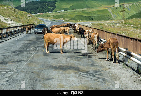 cows on a bridge on Georgian Military Road, historic route through Caucasus Mountains from Georgia to Russia Stock Photo