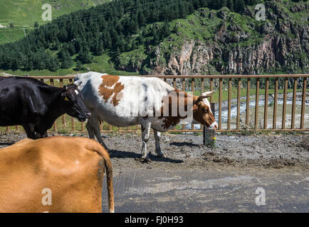 cows on a bridge on Georgian Military Road, historic route through Caucasus Mountains from Georgia to Russia Stock Photo