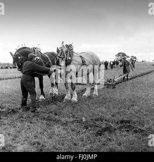 Farmers ploughing field competition at Cruckton on Shropshire 1960s Stock Photo