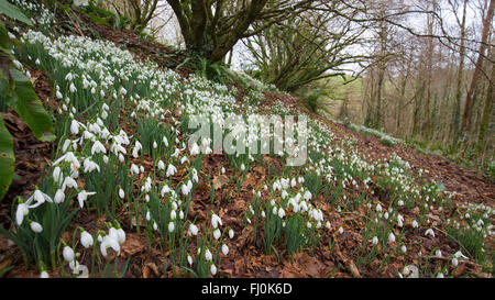 Snowdrops; near Liskeard; Cornwall; UK Stock Photo