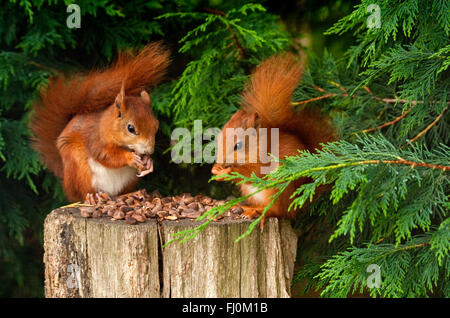 Red squirrels (sciurus vulgaris) two on tree stump eating nuts surrounded with contrasting green fir tree branches. Captive bred at wildlife centre. Stock Photo
