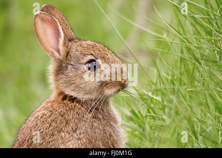 Rabbit (oryctolagus cunniculus). Head and shoulders portrait in landscape format. Bright eye, eating grass head up side view soft green background. Stock Photo