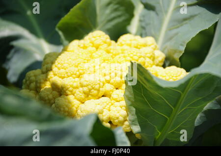 Cauliflower Stock Photo