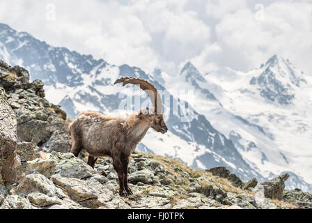 Single Alpine Ibex in front of Bernina Range, Swiss Alps, Switzerland Stock Photo