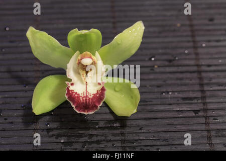 Green and red Cymbidium orchid species on a black bamboo mat background Stock Photo