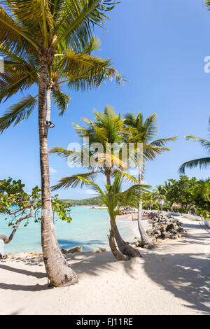 Palm trees on the shore at Dickenson Bay beach in north Antigua with blue sky and turquoise sea on a sunny day Stock Photo