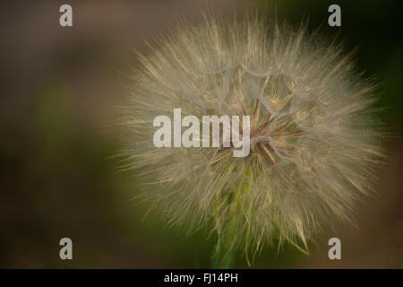 Salsify in the Wildflower Garden in Wave Hill, Riverdale, Bronx, New York City Stock Photo