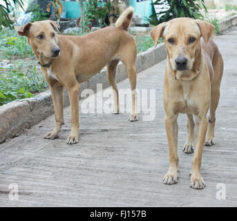 close up of two brown dogs