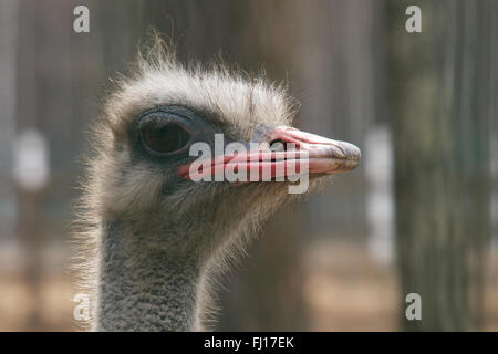 Close-up of an ostrich head in profile Stock Photo