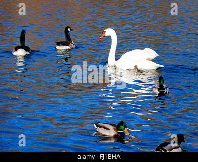 White swan, mallards and ruddy ducks floating on  lake blue waters with shiny reflections Stock Photo