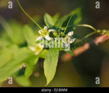 White bryony (Bryonia dioica). A perennial climbing vine in the cucumber family (Cucurbitaceae), flowering in the UK Stock Photo