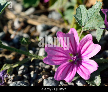 Common mallow (Malva sylvestris). A pink flower of a plant in the family Malvaceae Stock Photo