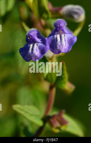 Skullcap (Scutellaria galericulata). A hardy perennial plant in the mint family (Lamiaceae), of wet conditions Stock Photo