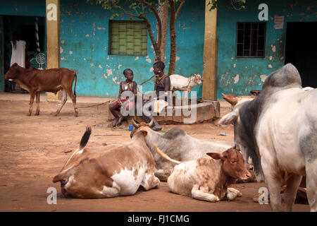 two Ethiopian hamer hamar tribe kids children are talking sitting near cows in Turmi village , Ethiopia Stock Photo