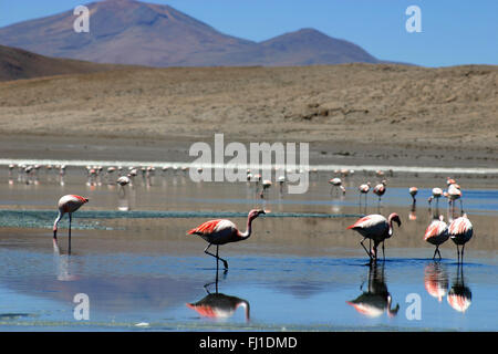 Pink flamingos at Laguna Hedionda / on lake in Salar de Uyuni / Sud Lipez in Bolivia Stock Photo