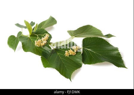 linden branch with flowers isolated on white background Stock Photo
