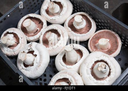 Fresh harvest  of big champignons in a plastic box on a mushroom production. Food production Stock Photo