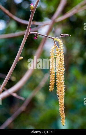 Corylus avellana. Hazel plant. Male and Female flowers. Fruit tree. Stock Photo