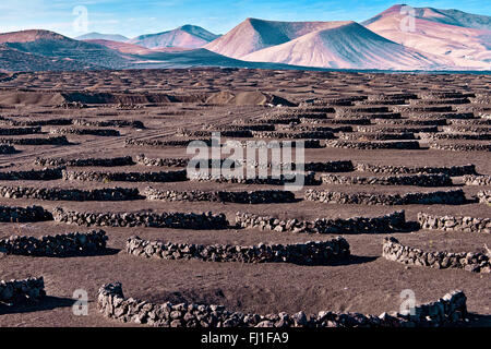 Wine Growing Area La Geria Lanzarote Spain Stock Photo