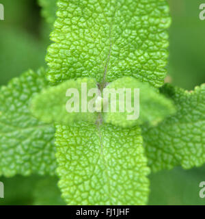 Wood sage (Teucrium scorodonia). A hardy perennial plant in the mint family (Lamiaceae), showing deeply textured leaves Stock Photo