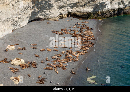 A colony of sea lions on a beach south of Puerto Madryn, Argentina. Stock Photo