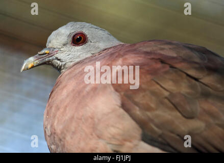 Socorro Dove (zenaida graysoni) Stock Photo