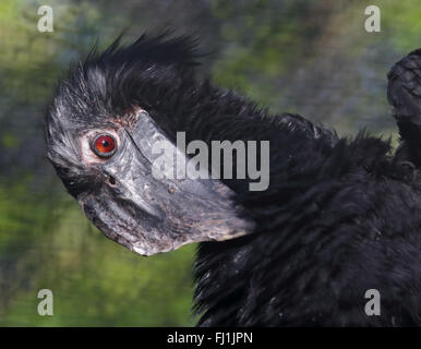 Black Hornbill (anthracoceros malayanus) preening Stock Photo