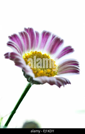 Meadow Floret Stock Photo
