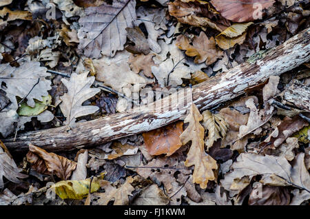Leave Potpourri on wood floor Stock Photo
