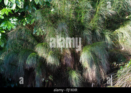 Reed like foliage and stems of the South African restio, Calopsis ...