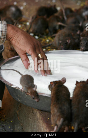 India - Rajasthan - Deshnok - rats at the Karni Mata temple Stock Photo ...